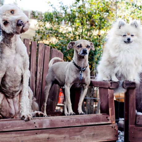 several dogs sitting together